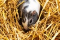 Guinea pig. Mammal and mammals. Land world and fauna. Wildlife and zoology.