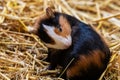 Guinea pig. Mammal and mammals. Land world and fauna. Wildlife and zoology.