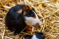 Guinea pig. Mammal and mammals. Land world and fauna. Wildlife and zoology.