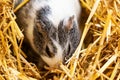 Guinea pig. Mammal and mammals. Land world and fauna. Wildlife and zoology.