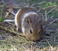 Guinea pig is a mammal rodent Guinea Peru