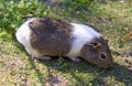 Guinea pig mammal rodent wool zoo
