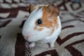 Guinea pig Royalty Free Stock Photo