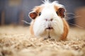 guinea pig with moist nose surrounded by dry hay