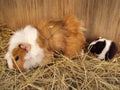 Guinea pig mom