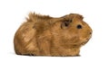 Guinea Pig, 6 months old, in front of white background Royalty Free Stock Photo