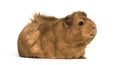 Guinea Pig, 6 months old, in front of white background Royalty Free Stock Photo