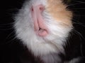 Guinea pig mouth Royalty Free Stock Photo