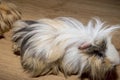 Guinea pig - male, Peruvian (long-haired) variety.