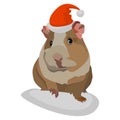 Guinea pig Royalty Free Stock Photo