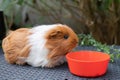 Guinea Pig with Orange Bowl on Wicker Table Royalty Free Stock Photo