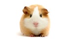 Guinea pig over white Royalty Free Stock Photo