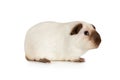 Guinea pig over white Royalty Free Stock Photo