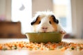 guinea pig with paws on food bowl, peeking inside Royalty Free Stock Photo