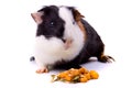 Guinea pig, pet animal isolated on white Royalty Free Stock Photo