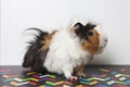 Guinea pig isolated on white Royalty Free Stock Photo