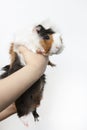 Guinea pig isolated on white Royalty Free Stock Photo