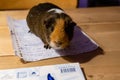 Guinea Pig, pet animal on the table on my homework and notes.