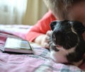 Guinea pig pet and child indoor Royalty Free Stock Photo