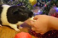 Guinea pig pet eating and hand child Christmas decorations winter holiday background Royalty Free Stock Photo