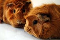 Guinea Pig Pets