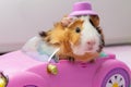 Guinea pig in a pink toy car in a kids room Royalty Free Stock Photo