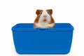 Guinea pig in a plastic animal carry cage