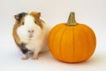 Guinea pig with pumpkin, happy Halloween card