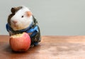 Guinea pig put on clothes and bite an apple.