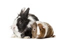 Guinea pig and rabbit sitting against white background Royalty Free Stock Photo