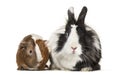 Guinea pig and rabbit together sitting against white background Royalty Free Stock Photo