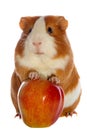 Guinea pig and red apple isolated Royalty Free Stock Photo