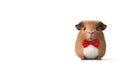 Guinea pig in a red bow tie white background Royalty Free Stock Photo