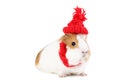 Guinea pig with red hat Royalty Free Stock Photo
