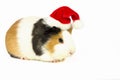 Guinea pig in a red hat with a white pompom. Royalty Free Stock Photo