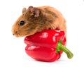 The guinea pig and a red pepper