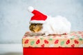 Guinea pig with red Santa Claus hat on the christmas gift on light grey background