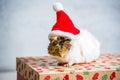 Guinea pig with red Santa Claus hat on the christmas gift on light grey background