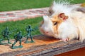 Guinea pig resists to toy soldier Royalty Free Stock Photo