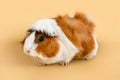 Guinea pig rosette on a beige background. cute rodent guinea pig on colored background