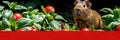 A guinea pig running around its aviary, rejoicing in fresh vegetables and frui