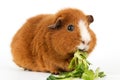 Guinea pig with salad Royalty Free Stock Photo