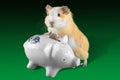 Guinea pig saving money in piggy money box Royalty Free Stock Photo