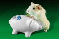 Guinea pig saving money in piggy money box Royalty Free Stock Photo