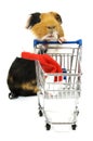 Guinea pig is shopping for a christmas hat Royalty Free Stock Photo