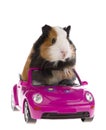 Guinea pig sitting in a car Royalty Free Stock Photo