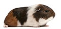 Guinea pig sitting in front of white background