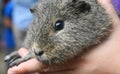 Guinea pig Royalty Free Stock Photo