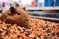 guinea pig sleeping in a crowded and messy cage Royalty Free Stock Photo