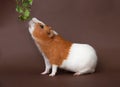 Guinea-pig is smelling verdure Royalty Free Stock Photo